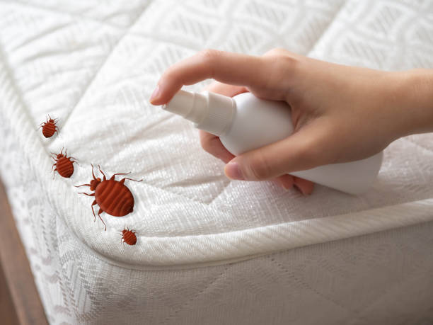 Best Spider Control Near Me  in Preston, ID